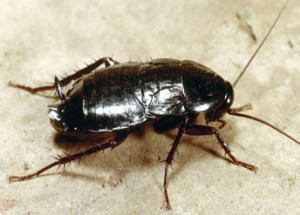 Blatte orientale - Marseille